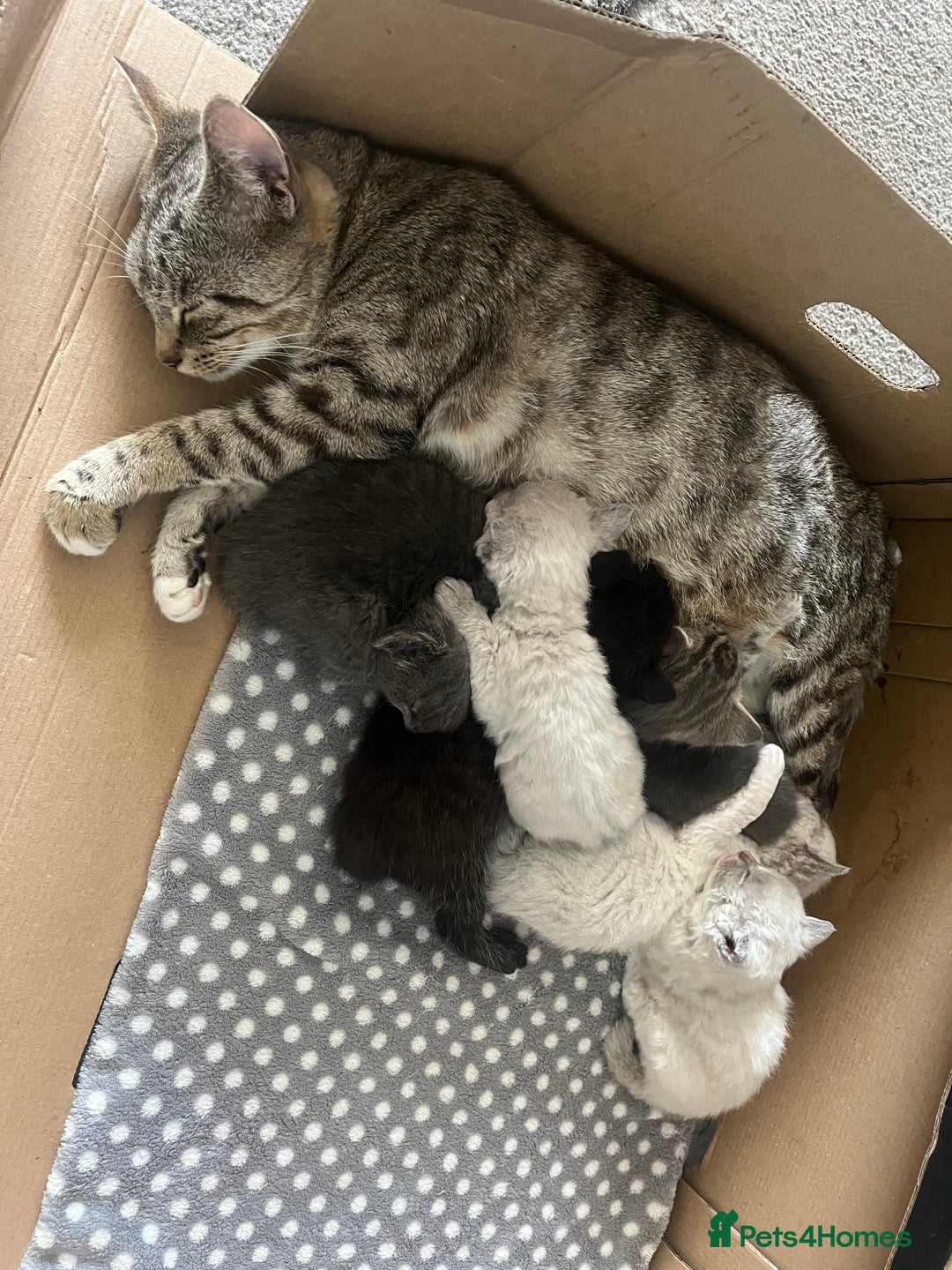 British Shorthair cats for sale: 6 adorable BSH kittens looking for forever homes  - Image 15