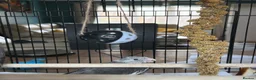 Cockatiels birds for sale: Male Handreared Young cockatiels for reserving  - Advert 4