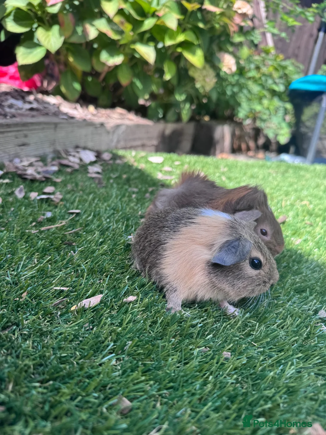Guinea Pig rodents for sale: Baby sows  - Advert 2
