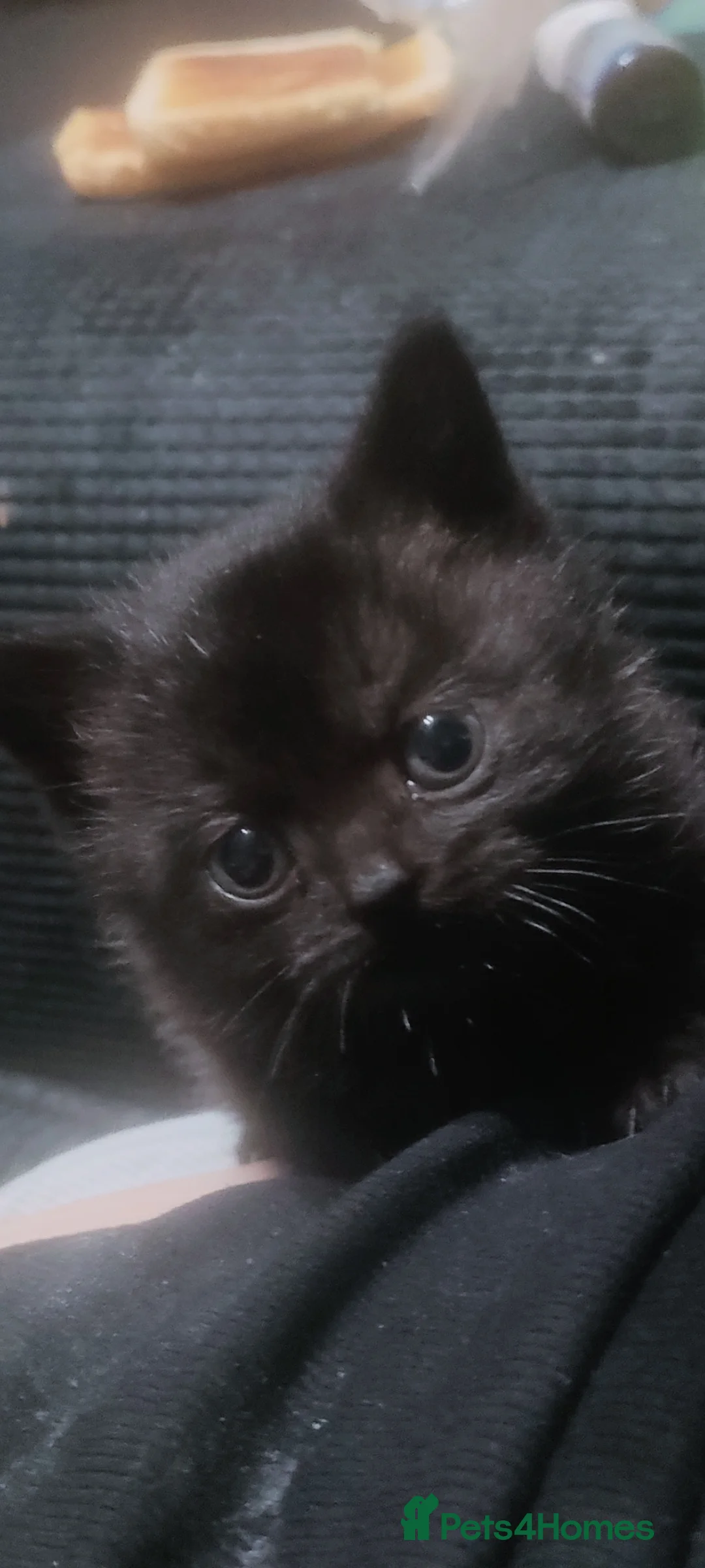 British Shorthair cats for sale: Female Beautiful British Shorthair kitt - Advert 2