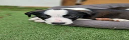 Mixed Breed dogs for sale: Puppies - Advert 16
