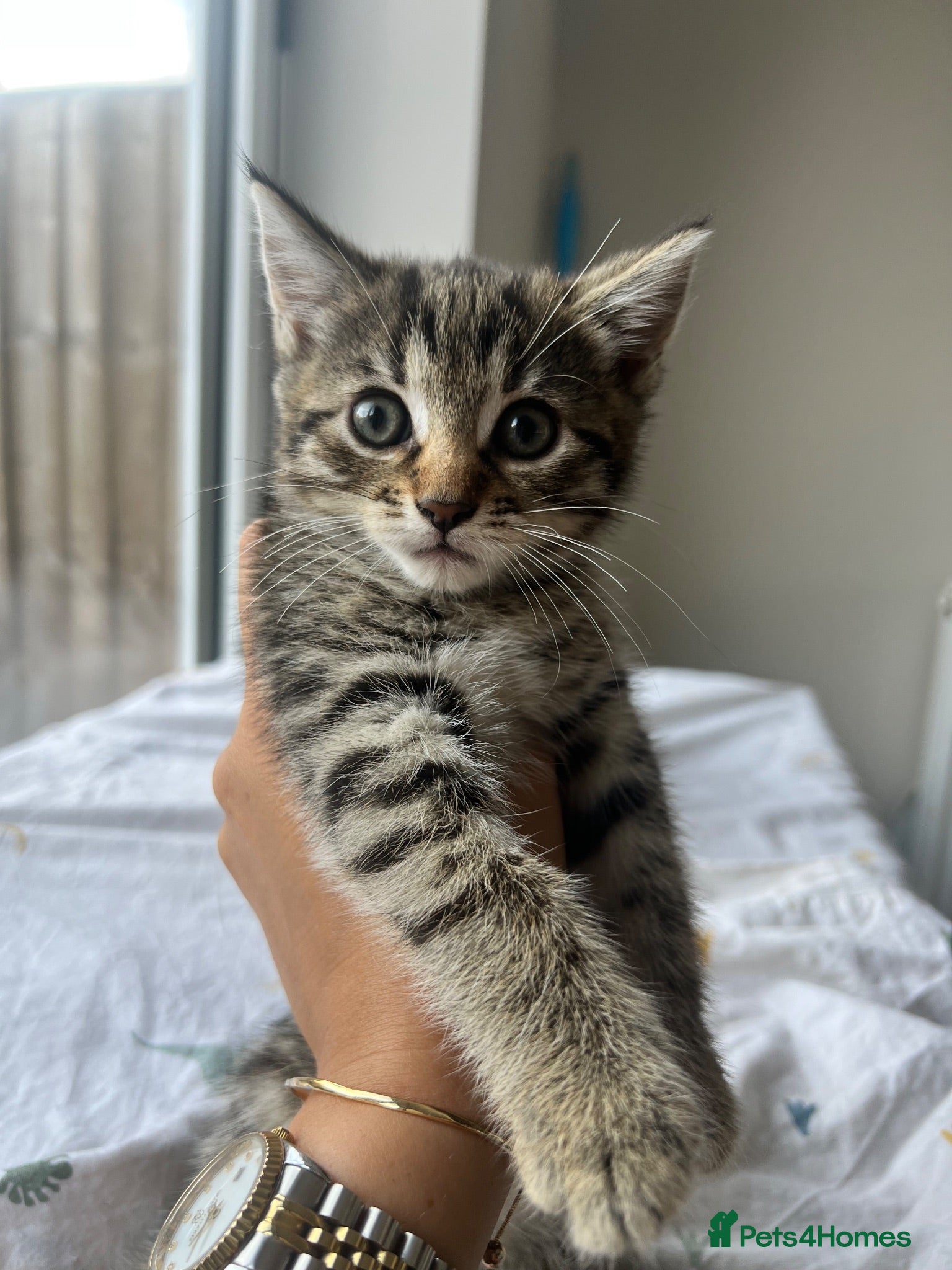 Mixed Breed cats Kittens need forever home - Advert 1