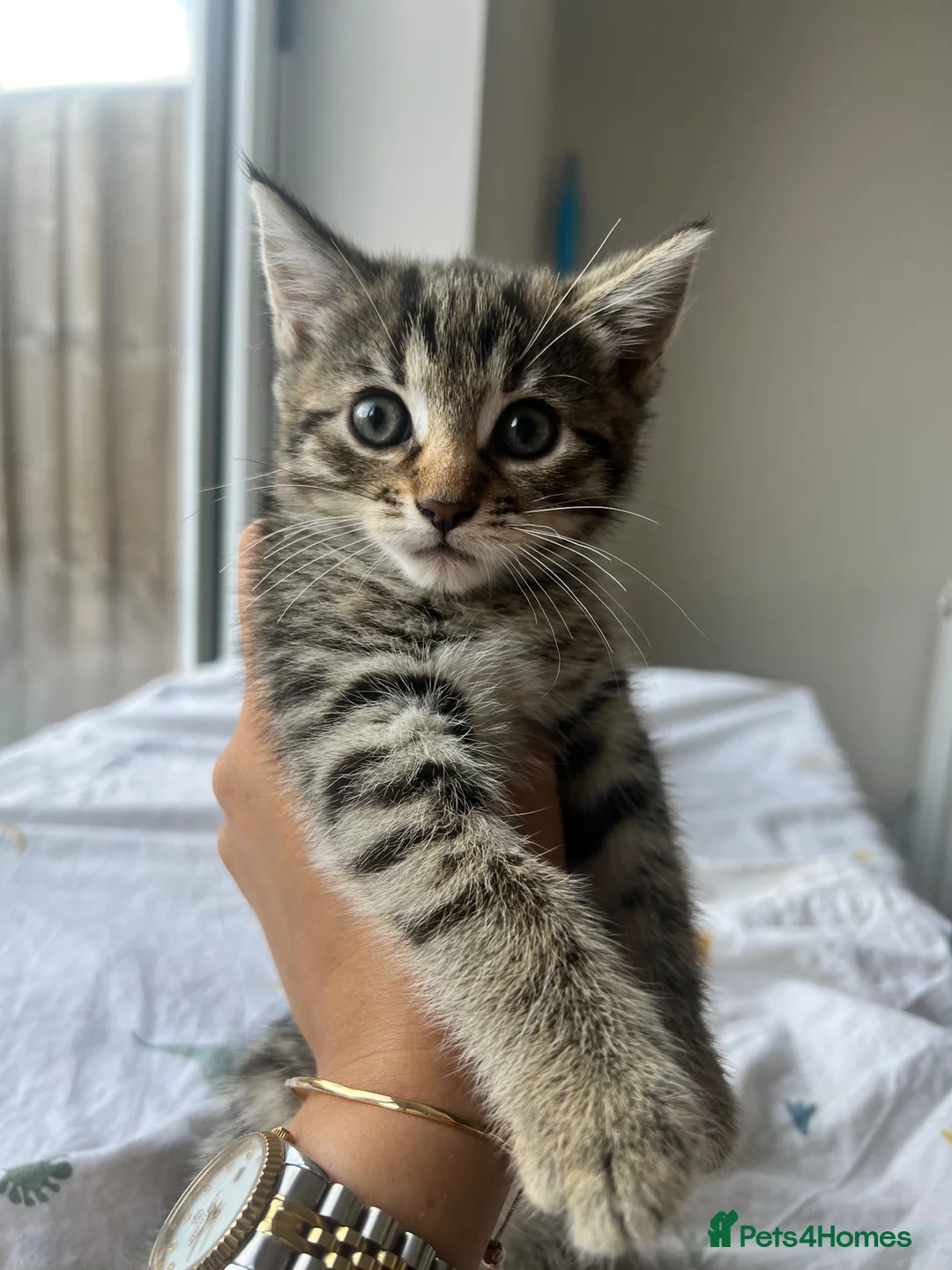 Mixed Breed cats for sale: Kittens need forever home - Advert 1
