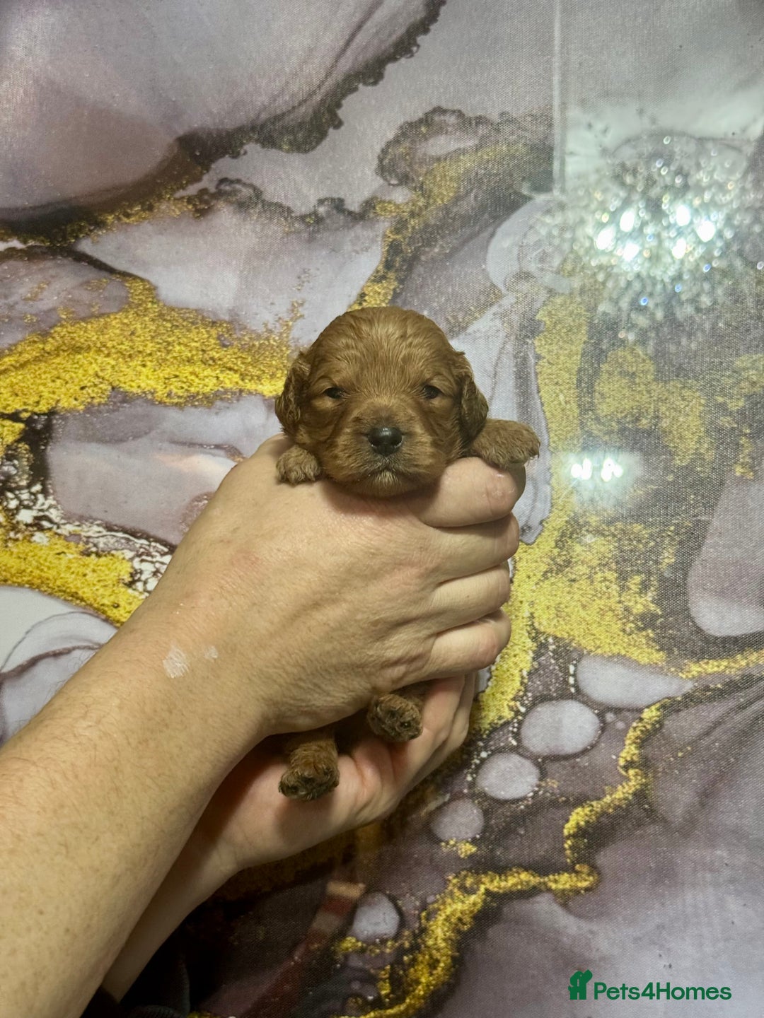 Cavapoo dogs for sale: 1 girl red Cavapoo babies looking for families  - Advert 16