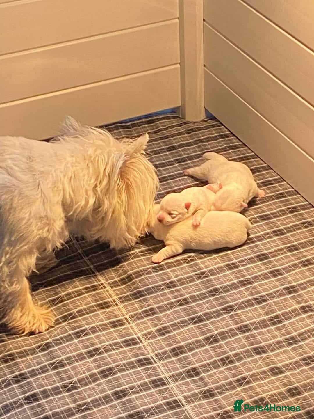 West Highland Terrier dogs for sale: FULLY HEALTH TESTED PUPPIES  - Image 4