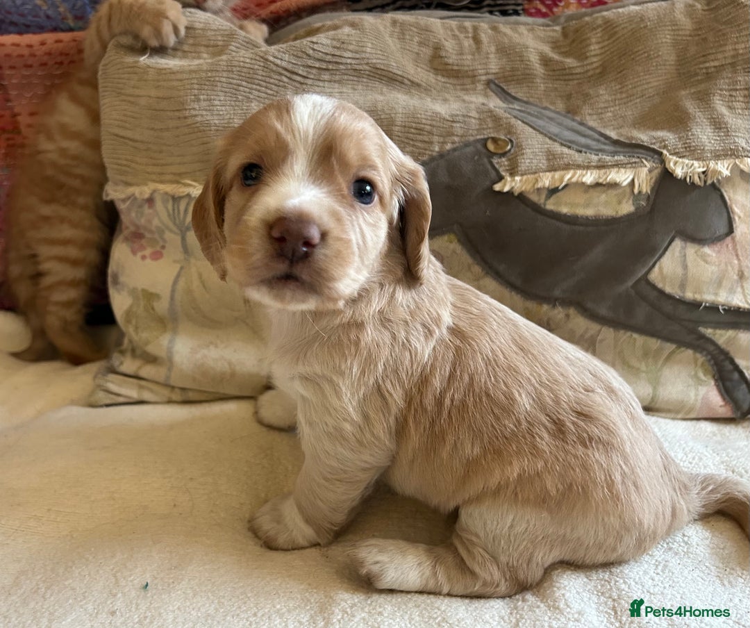 Cocker Spaniel dogs for sale: STUNNING WORKING COCKER SPANIEL PUPS - Advert 33