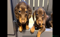 Miniature Dachshund dogs for sale: Beautiful teeny tiny mini dachshunds  - Image 1