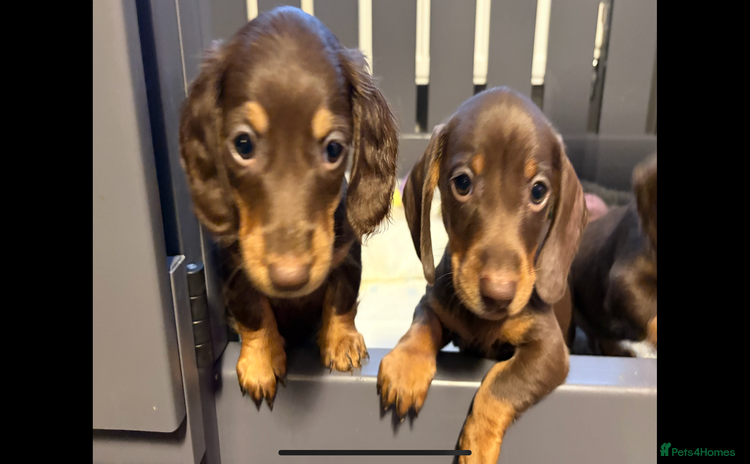 Miniature Dachshund dogs - Advert 13
