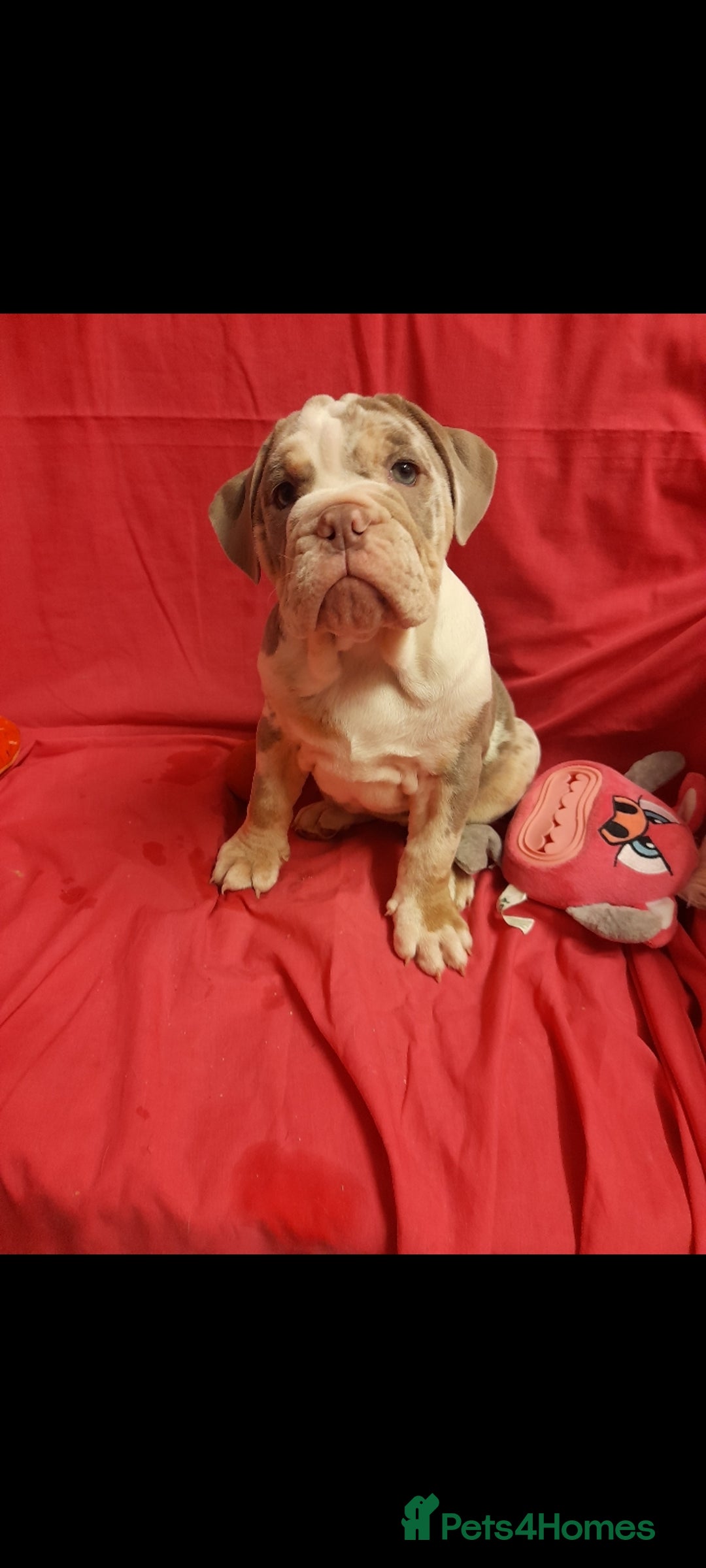 Mixed Breed dogs for sale: F1 olde English bulldog - Advert 16