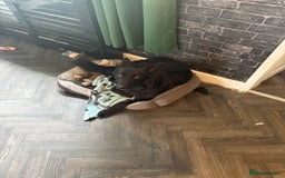 German Shepherd dogs for sale: Urgent! Stunning gsd for sale - Image 4