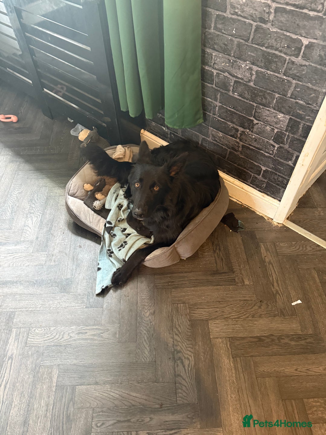 German Shepherd dogs for sale: Urgent! Stunning gsd for sale - Image 4