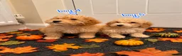 Maltipoo dogs for sale: 6 GORGEOUS ASIAN EXTRA TOY MALTIPOO PUPPIES! 👻🐾 - Advert 5
