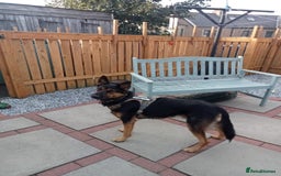 Mixed Breed dogs for adoption: Magnificent Rex GSD cross  - Image 5