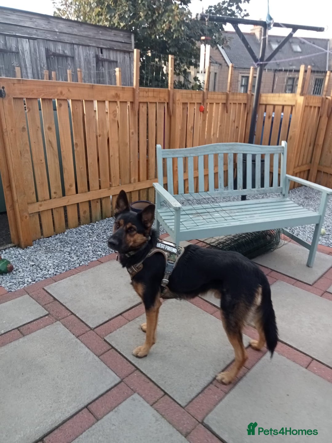 Mixed Breed dogs for adoption: Magnificent Rex GSD cross  - Image 5