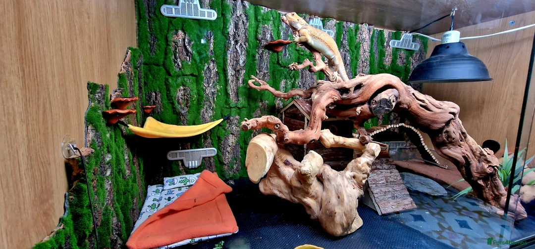 Bearded Dragon reptiles for sale: Blue Bar Lemon Hypo Bearded Dragon - Advert 13