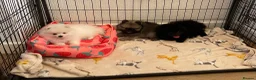 Pomeranian dogs for sale: Stunning Kc Teddy Bear Pomeranian pups - Advert 9