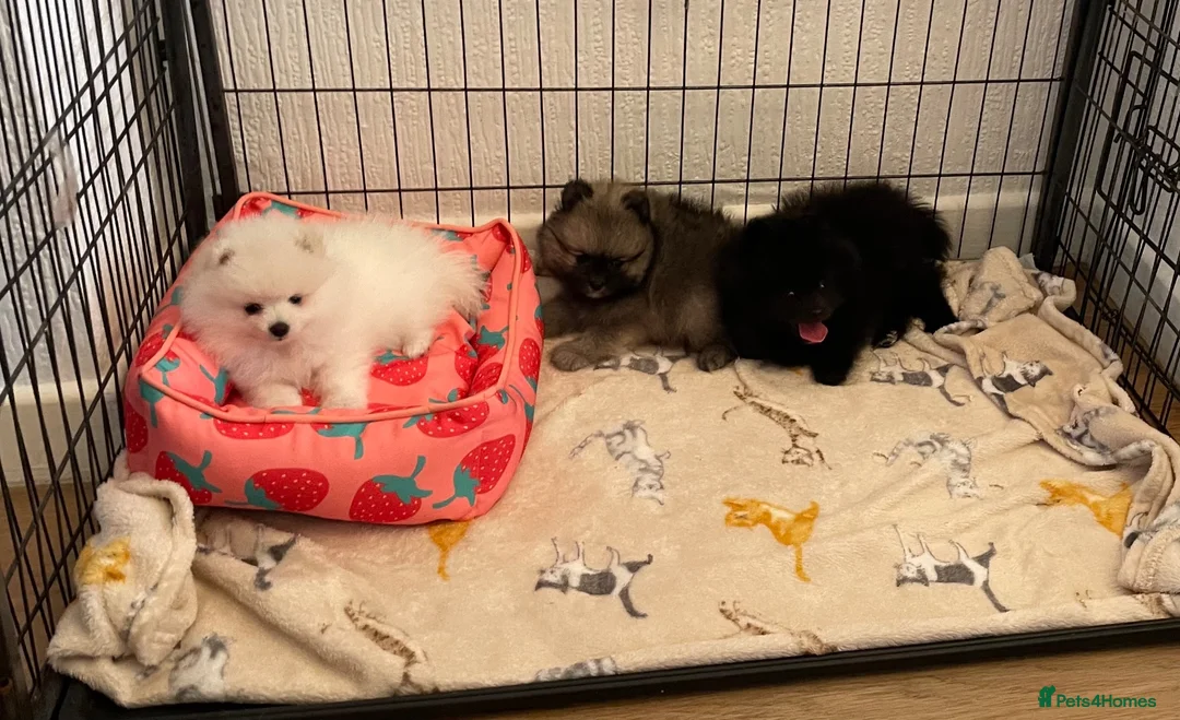 Pomeranian dogs for sale: Stunning Kc Teddy Bear Pomeranian pups - Advert 9