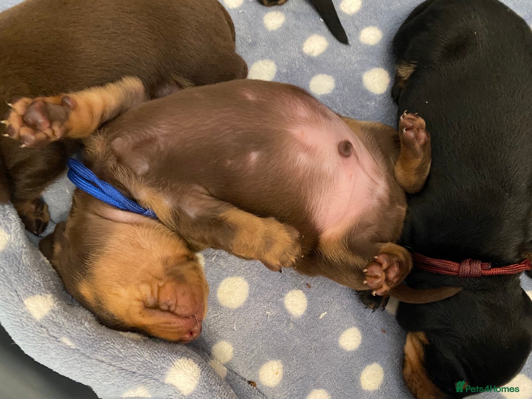 Miniature Dachshund dogs for sale: TRUE MINIATURE DACHSHUND PUPPIES  - Image 2