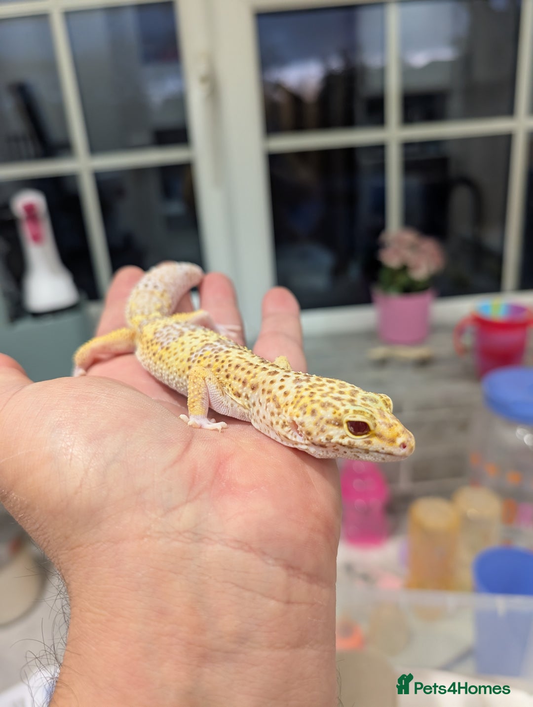 Leopard Gecko reptiles for sale: High end leopard geckos and red ackie monitors  - Advert 5