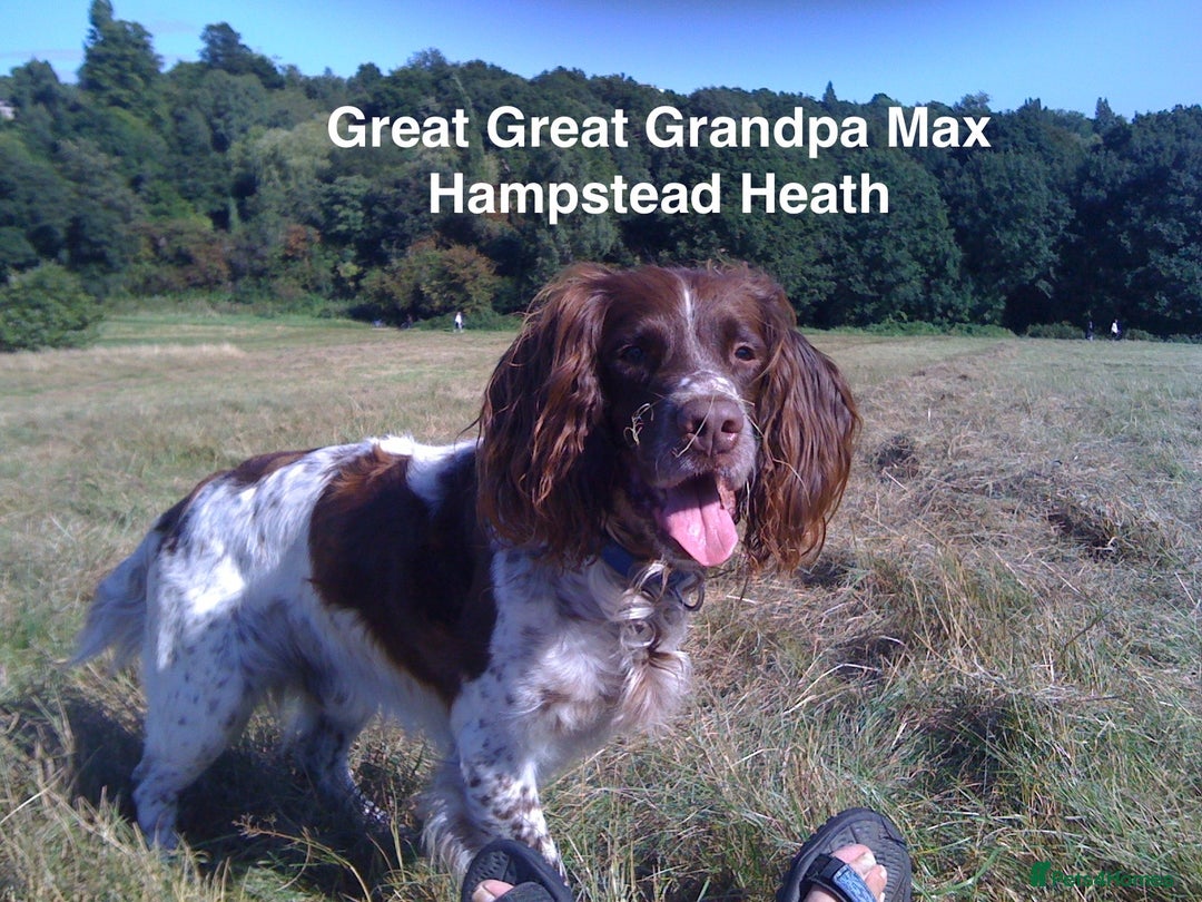 English Springer Spaniel dogs for sale: 5th Gen Springers: Purebred, 7th litter, 36 total - Image 16