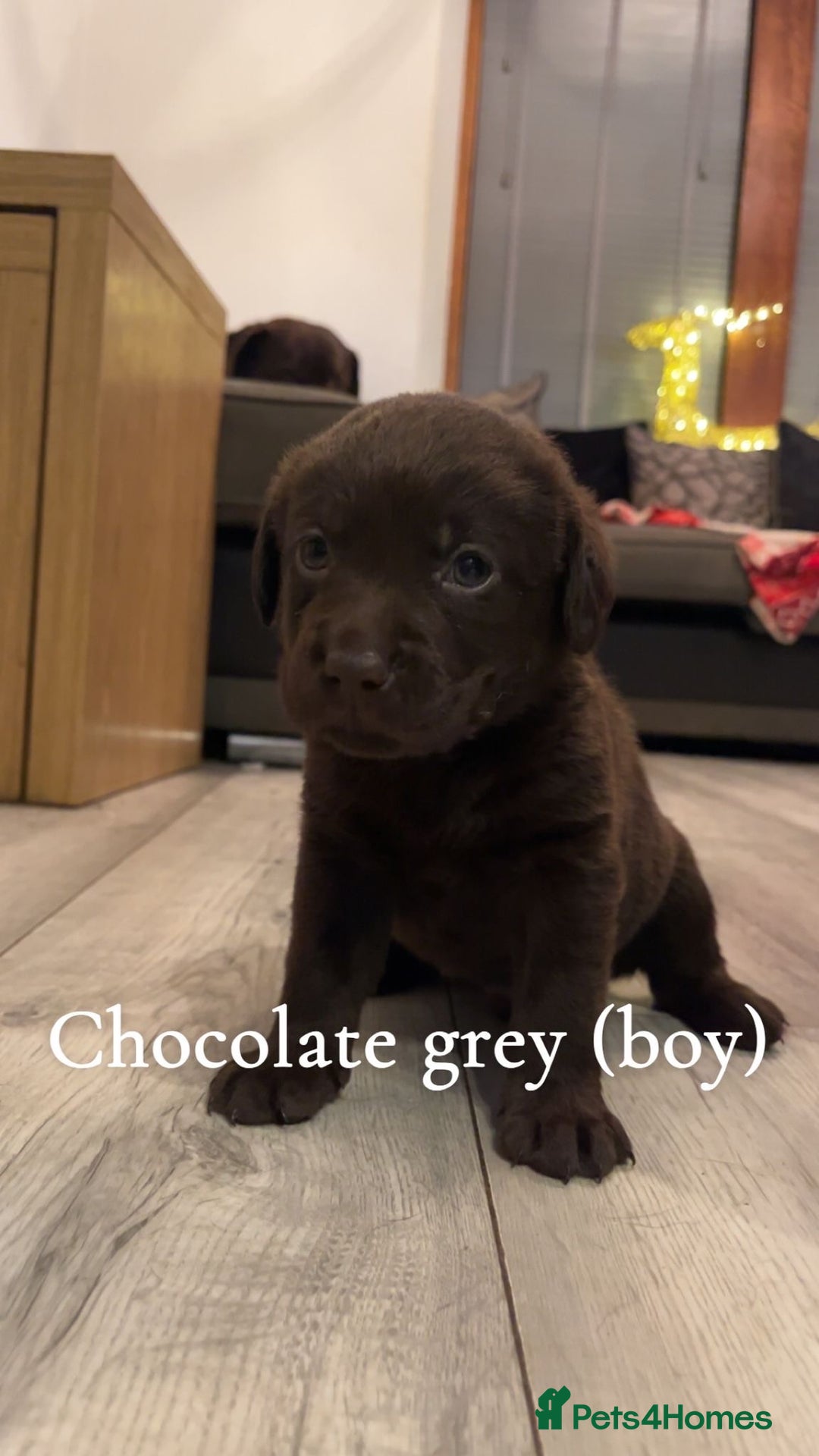 Labrador Retriever dogs for sale: Black & Chocolate Labrador pups  - Advert 6