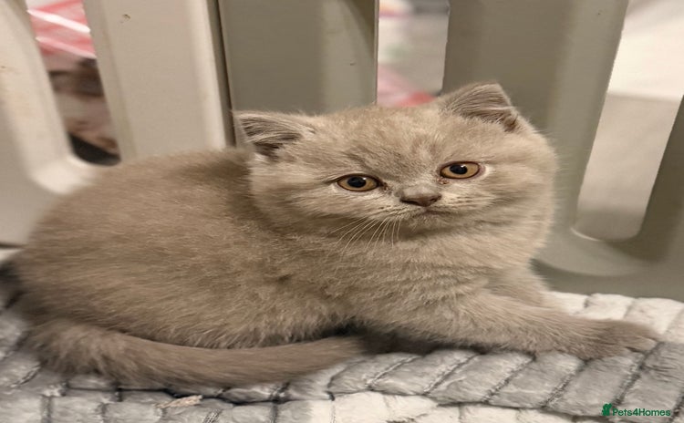 British Shorthair cats - Advert 7