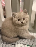 British Shorthair cats - Advert 5