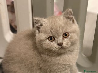 British Shorthair cats - Advert 5