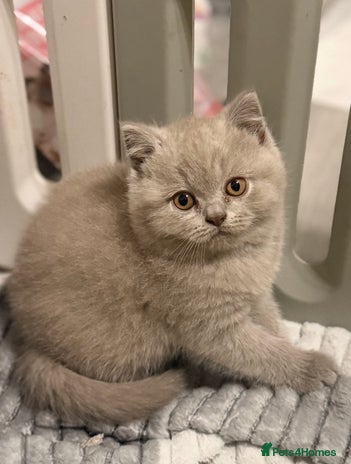 British Shorthair cats - Advert 4