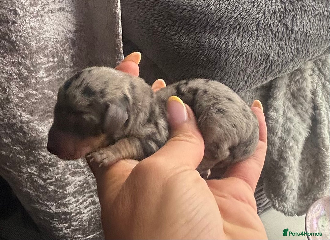 Miniature Dachshund dogs for sale: Mini Dachshund Pups- KC DOB 17/8/25 - Image 4