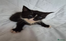 Mixed Breed cats for sale: 4 beautiful fluffy kittens ready now - Image 7