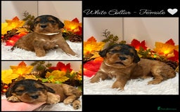 Cockapoo dogs for sale: 🌟Rare Red Sable F1B Mini Cockapoo’s🌟 DNA CLEAR ✅ - Image 9