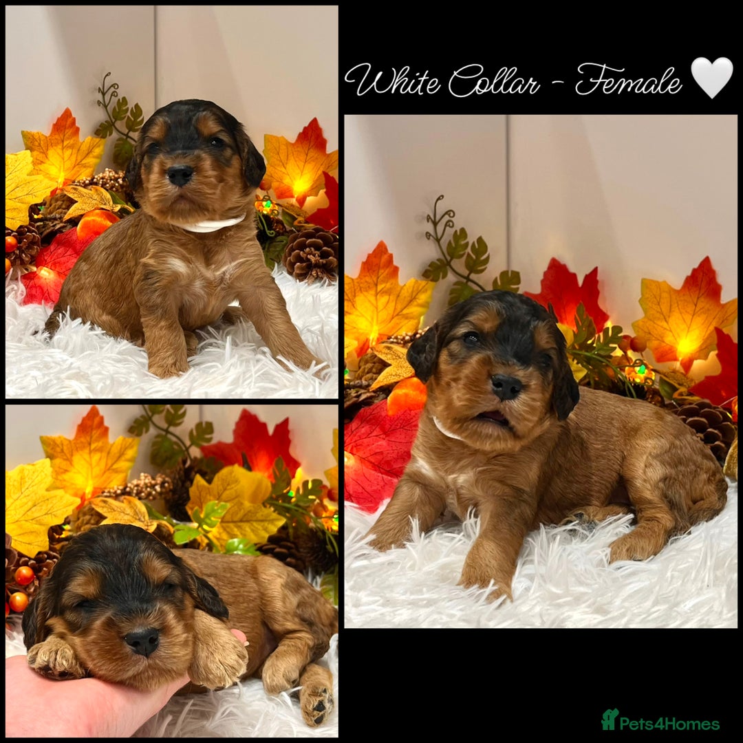 Cockapoo dogs for sale: 🌟Rare Red Sable F1B Mini Cockapoo’s🌟 DNA CLEAR ✅ - Image 9