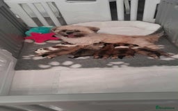 Lhasa Apso dogs for sale: Beautiful KCreg Lhasa Apso - Image 1