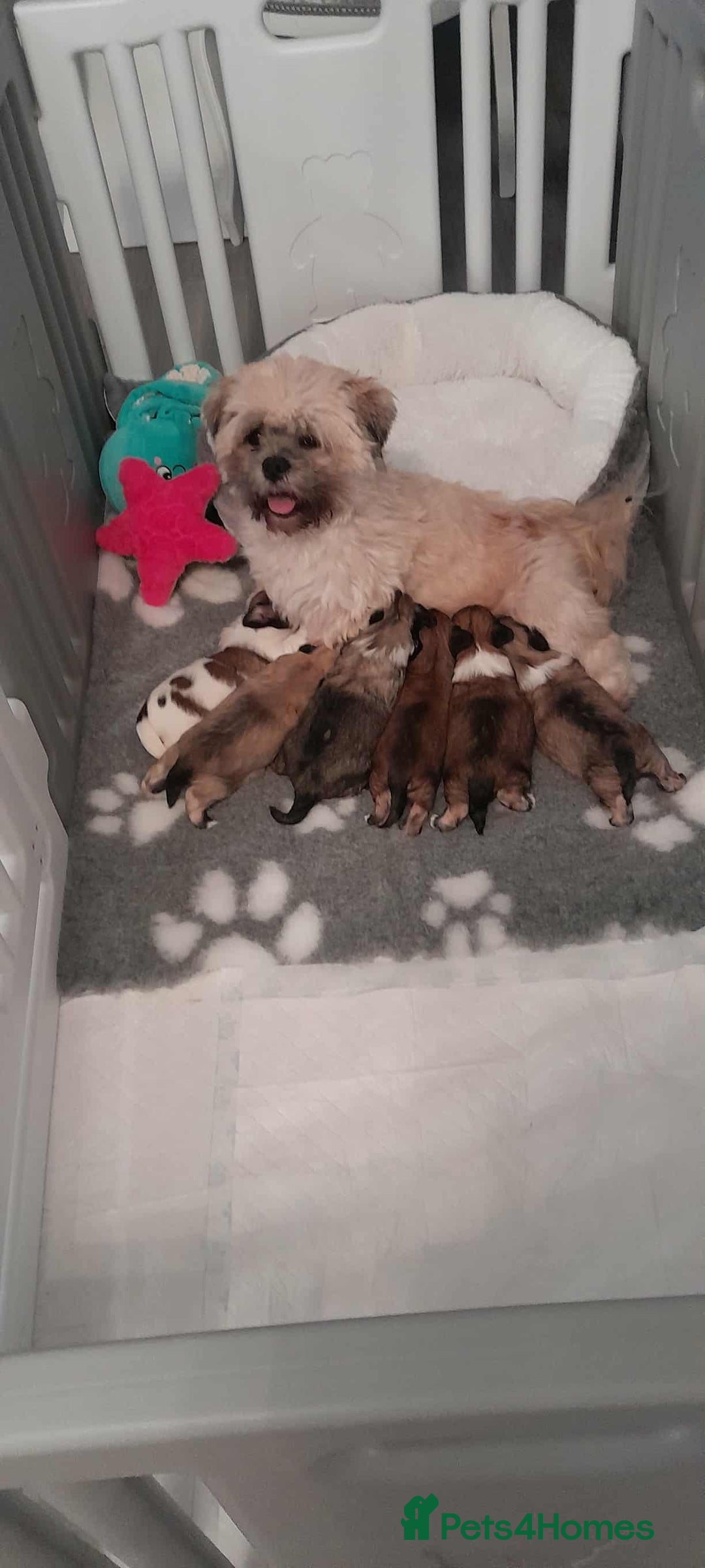 Lhasa Apso dogs for sale: Beautiful KCreg Lhasa Apso - Image 1
