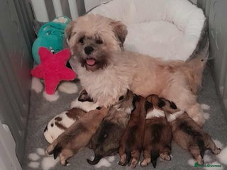 Lhasa Apso dogs - Advert 15