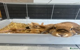 Mini Lop rabbits for sale: Mini lop babies for sale. Ready October 18th - Image 21