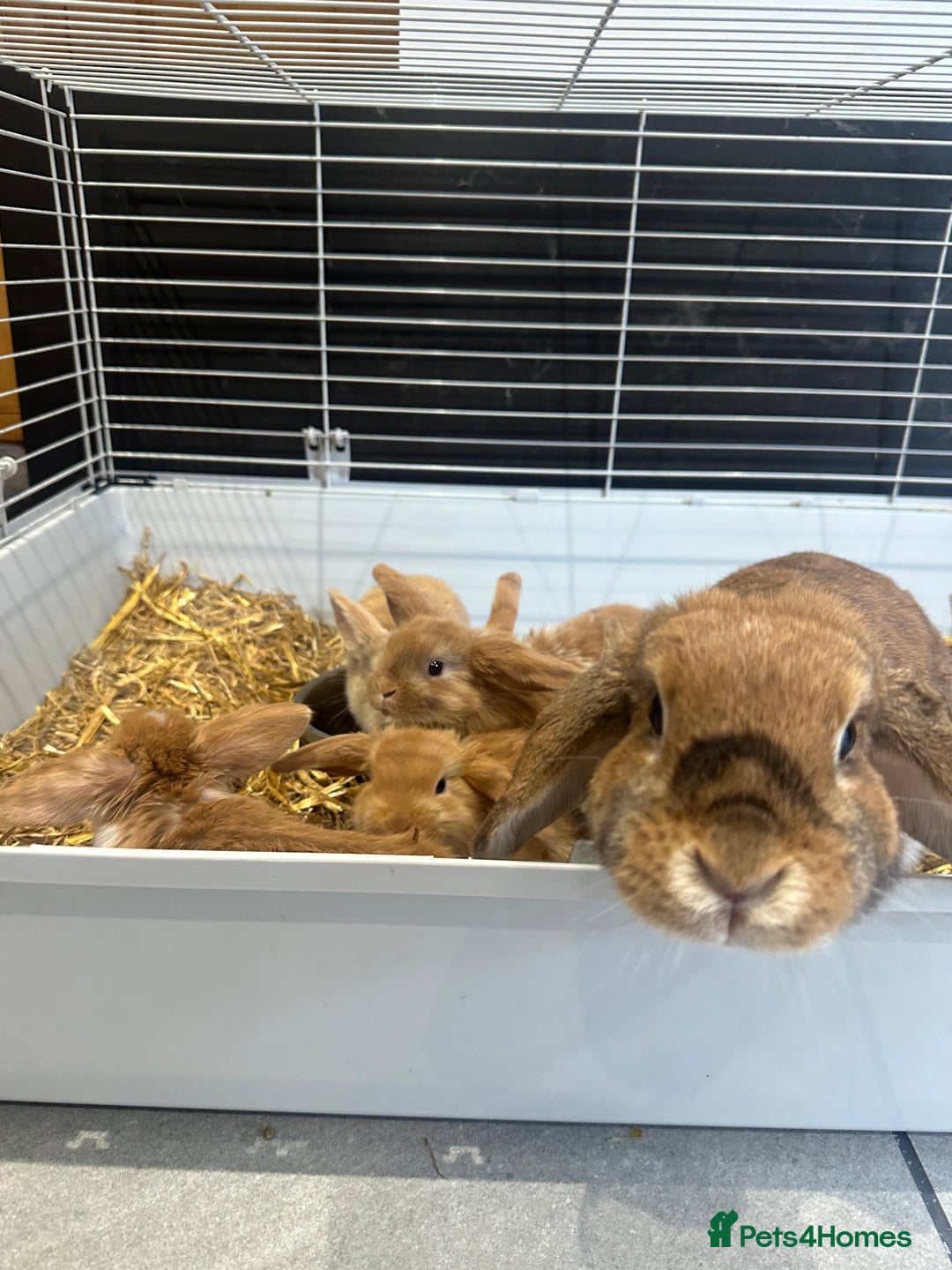 Mini Lop rabbits for sale: Mini lop babies for sale. Ready October 18th - Image 21