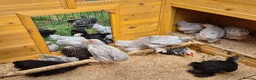 Chickens poultry for sale: Pekin chicks / pullets - Advert 4