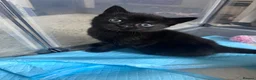 Domestic Shorthair cats for sale: 2 Males left! Black kittens ready 24th June!  - Advert 6