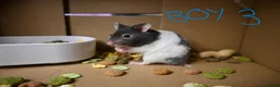 Hamster rodents for sale: Mixed Syrian hamsters ready to go  in Preston - Advert 3