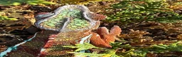 Chameleon reptiles for sale: Panther Chameleon  - Advert 6