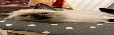 Ragamese Kitten 1