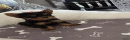 Yorkshire Terrier dogs for sale: Adorable Yorkshire Terrier Puppies 8 girls&1 boy.  - Advert 24