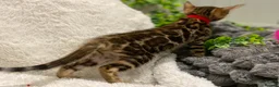 Bengal cats for sale: - Brown & Silver Bengals—Experienced Homes Only - Advert 16