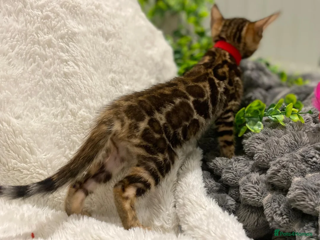 Bengal cats for sale: - Brown & Silver Bengals—Experienced Homes Only - Advert 16