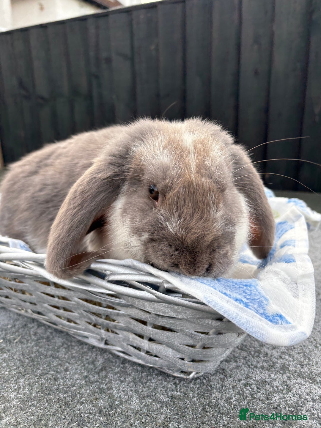 French Lop rabbits for sale: Blue butterfly French lop - Advert 3