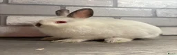 Netherland Dwarf rabbits for sale: Netherland Dwarf Baby Bunny - Advert 4