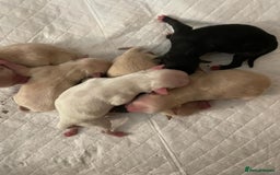 Miniature Schnauzer dogs for stud: CHOCOLATE / WHITE MINIATURE SCHNAUZER AT STUD in Coventry - Image 15