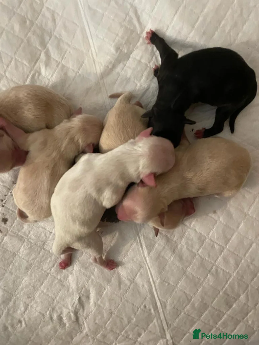 Miniature Schnauzer dogs for stud: CHOCOLATE / WHITE MINIATURE SCHNAUZER AT STUD in Coventry - Advert 15